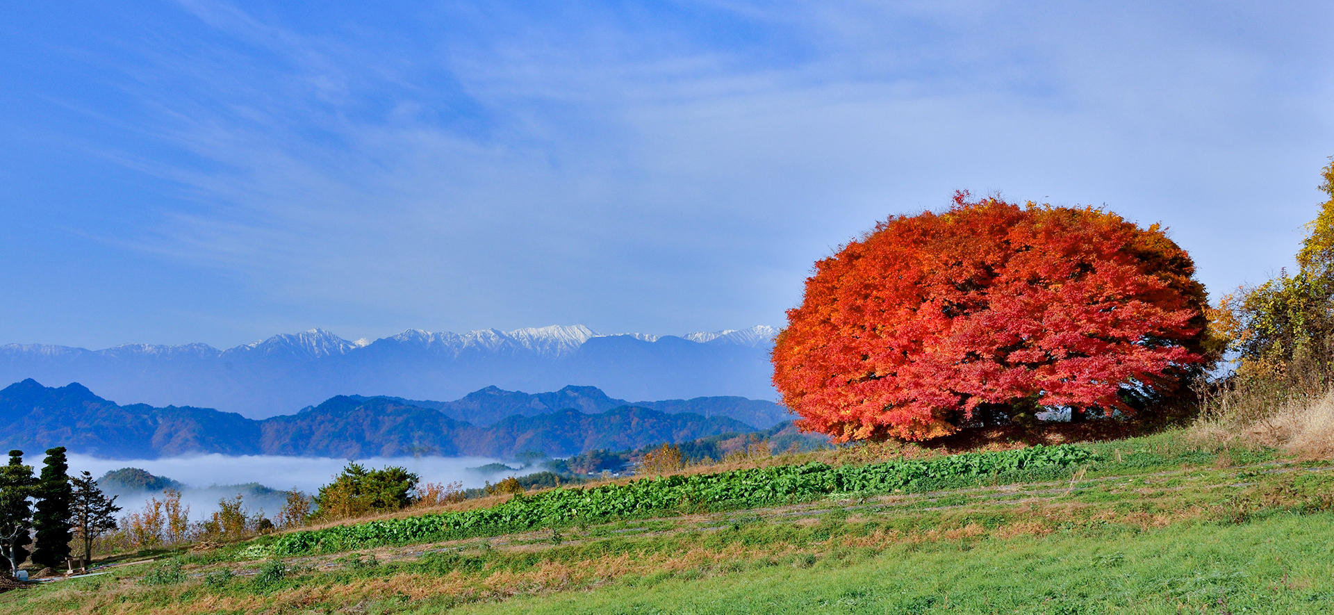 紅葉