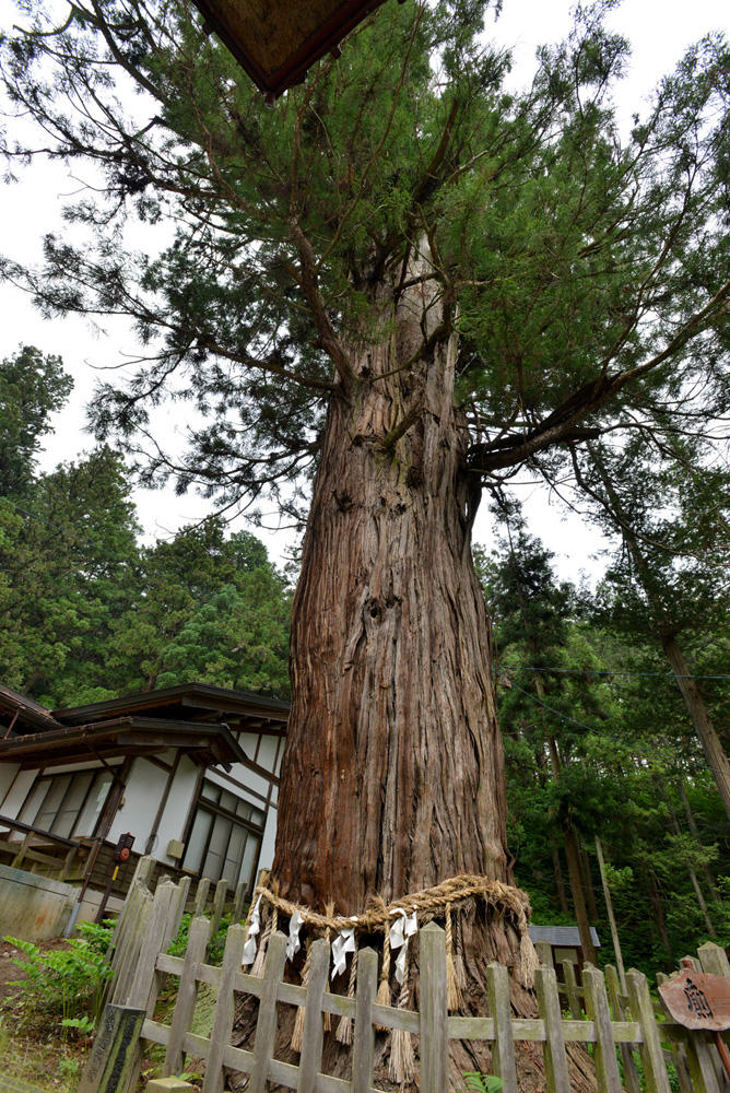 神明宮の大杉