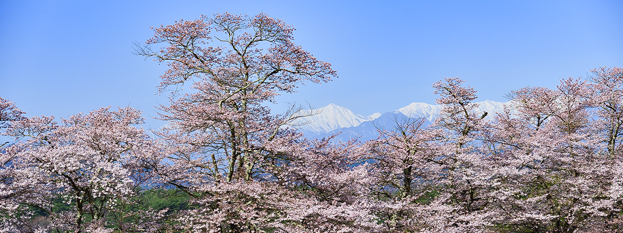 関連情報