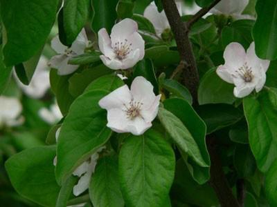 花梨 （カリン）の花 　