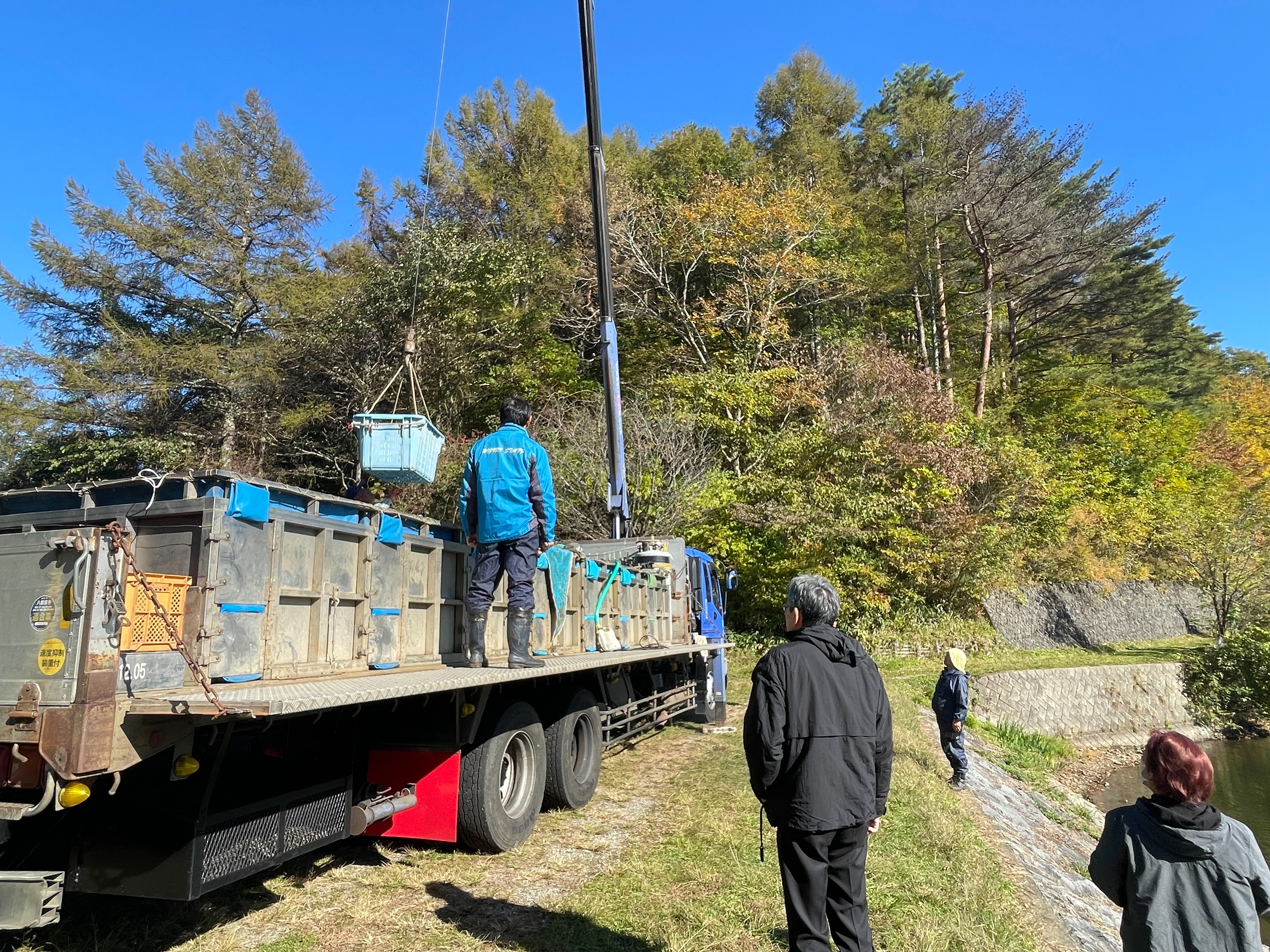 聖湖　新へら鮒が放流されました