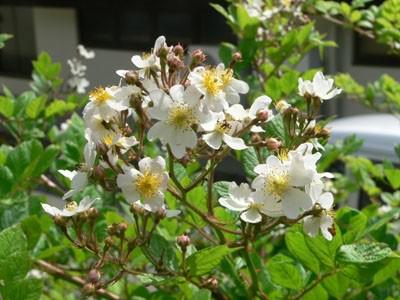 季節の草花　夏