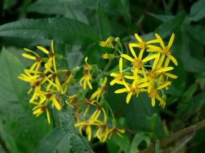 季節の草花　秋